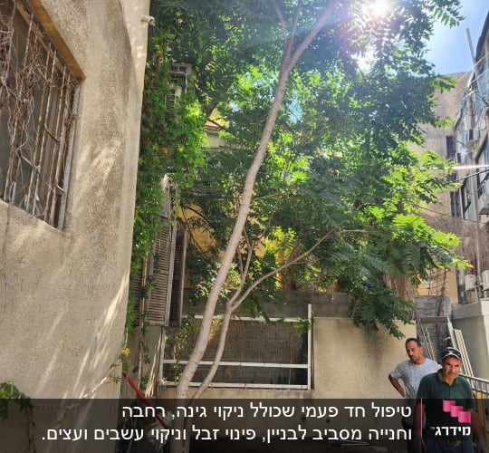 עץ גבוה ליד קיר, כלי גינון על הקרקע